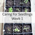 Caring for Seedlings at One Week - An Oregon Cottage