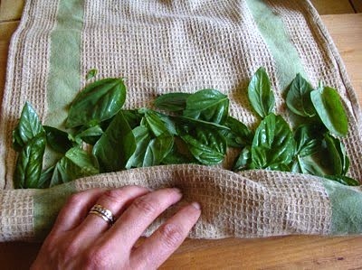 drying basil