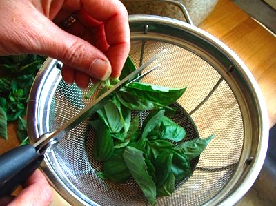 prepping basil