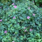 hardy geranium
