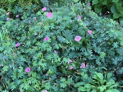 hardy geranium