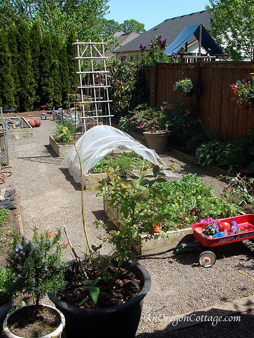 Shannan's garden_blog