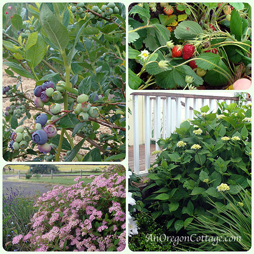 Fruit-Flower Collage.6-12_blog