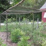 Rustic blueberry cage