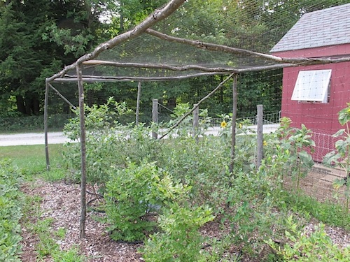 Rustic blueberry cage