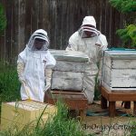 Z-K-with bees