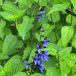 Black-blue salvia