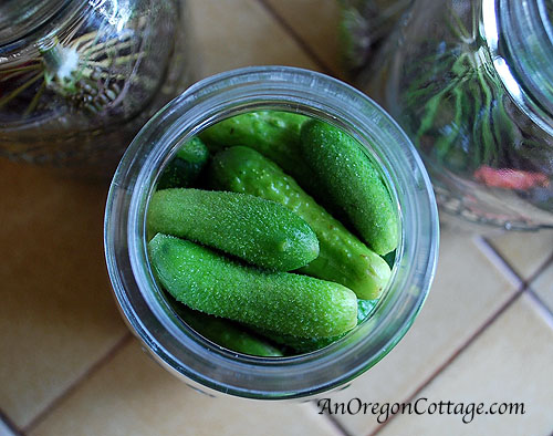 Easy Refrigerator Dill Pickles Easy Refrigerator Dill Pickles