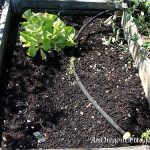 Fall Carrot Bed