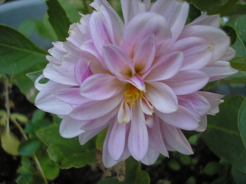 dahlia