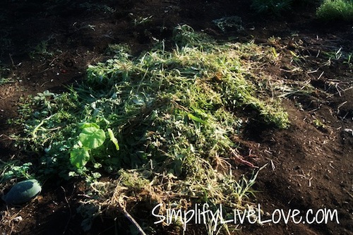 fall soil prep