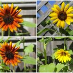 sun flowers