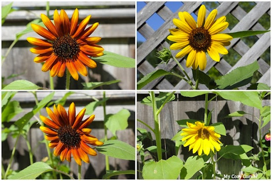 8-19-12 sun flowers sun flowers