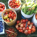 late September Harvest