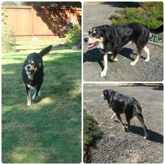 Samson in motion