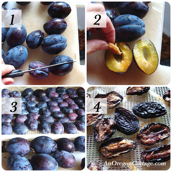 steps for drying Italian plums steps for drying Italian plums