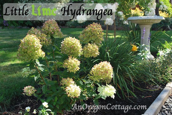 little lime hydrangea