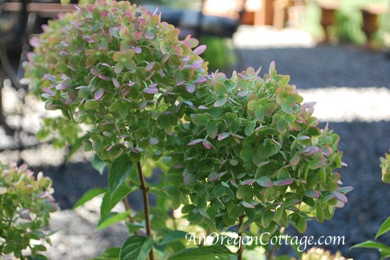 maturing l.lime blossom