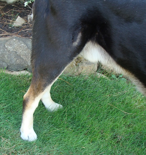 samson-hind-leg