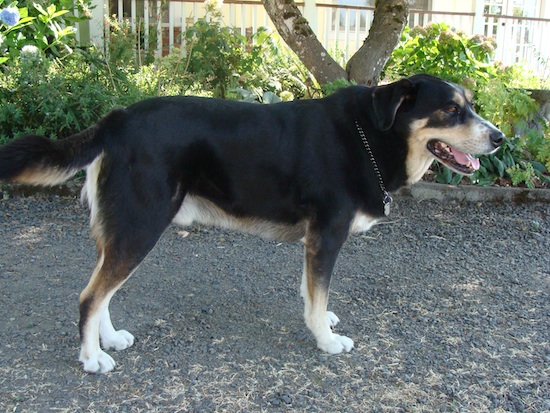 samson on driveway