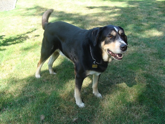 Our dog