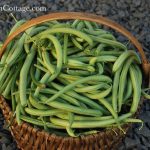 Emerite Green Beans