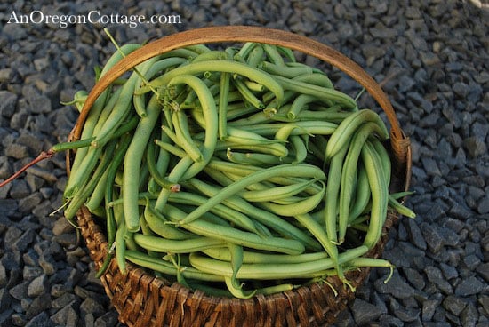 oct-emerite-beans Emerite Green Beans