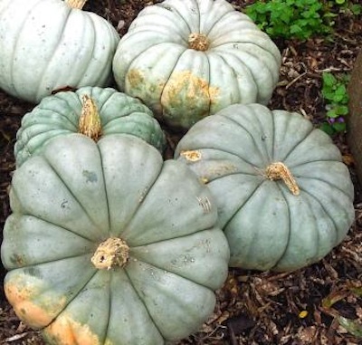 Jarrahdale squash