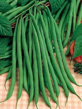 beans_pole_fortex