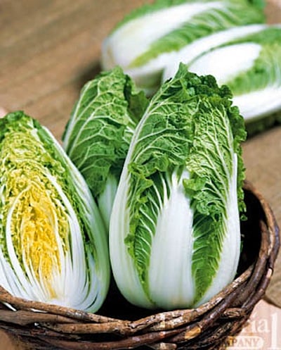 soloist cabbage