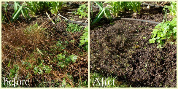 Moonbeam-Coreopsis-before-after
