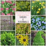 easy-plants-shrubs