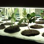 samson-seedling-plants