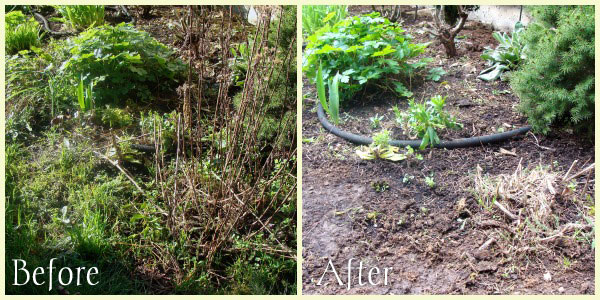 yarrow-before-after